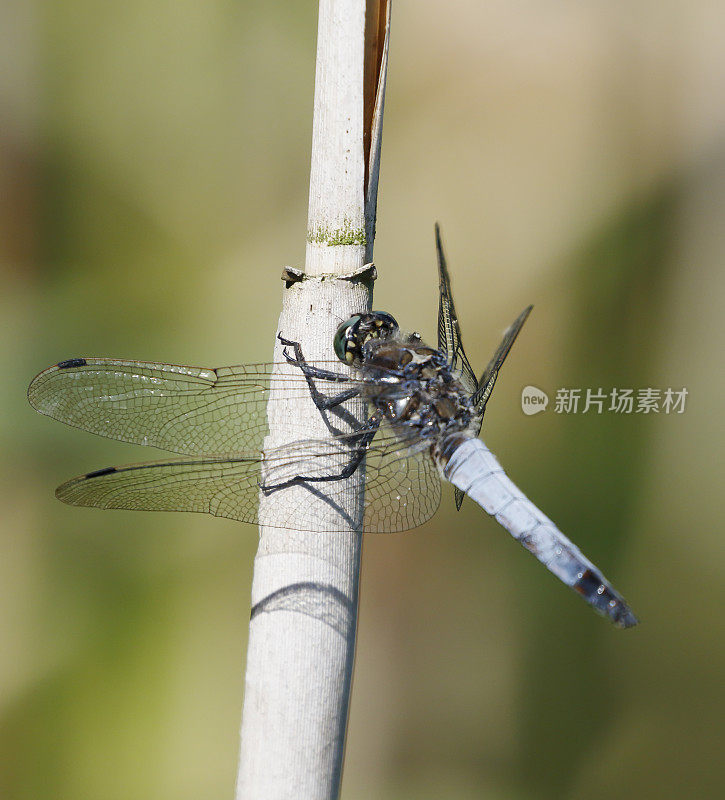 黑尾蜻蜓(Orthetrum cancellatum)雄性